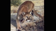 Edmonton-area teen escapes cougar in Waterton Lakes National Park