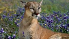 Confrontations between humans and cougars means more big cats destroyed in 2013