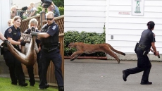 Noisy Cougar Search Ends In Victoria With Big Cat Felled By Tranquilizer Dart