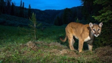 Two-Year-Old Boy Injured In Mission, B.C. Park After Run-In With A Cougar
