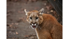 Cougar killed after reports of stalking B.C. teen