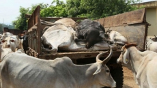 'Muslim Gau Raksha Sangh' Launched. Minister Calls It 'Revolutionary'