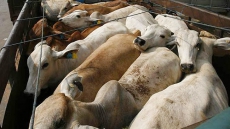 Ban Cow Slaughter To Promote Harmony: Ajmer Dargah Head