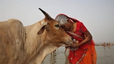 Indian gov't withdraws appeal to hug cows on Valentine's Day