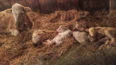 Bovine Tuberculosis Identified In B.C. Cow, But Officials Say No Risk To Humans