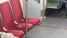 Placing Live Crabs On Toronto Subway Seats Is A 'Shellfish' Act, TTC Says