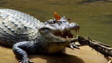 Where butterflies, bees feed on crocodile tears!