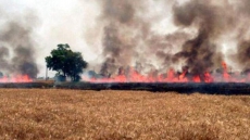 65-Yr-Old Farmer Burnt To Death While Trying To Save Crop From Fire In Moga