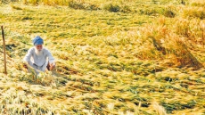 Freak Weather Ruins Crops In Punjab, Haryana