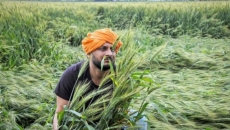 Punjab govt has failed to provide relief for crop loss: Congress leader Punjab govt has failed to provide relief for crop loss: Congress leader