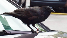 Crow Attacks Tracked With New Online Map, Hundreds Documented So Far