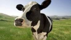 Dairy, whiskey, wine and steel: American industries weigh in on trade pact review