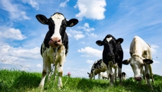 Canada, New Zealand settle trade dispute regarding supply management of dairy sector