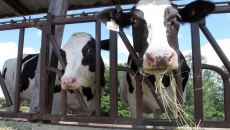 Dairy farmers demand compensation amid pandemic