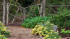 Daisies bring a sunny look to the garden