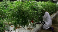 Applications up, approvals slow for Health Canada medical marijuana licences