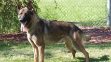 Paws Get New Posting: Slain RCMP Officer's Police Dog To Return To Work Soon