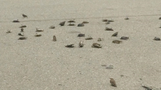Dozens Of Dead And Dying Birds Plummet From The Sky In Metro Vancouver