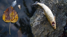 Study Finds Birth Control Pill Has Negative Effects On Lake Ecosystems