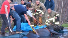 Stable Rebuilds As Owners, Trainers Grieve Deaths Of 43 Horses In Barn Fire