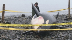 DFO Investigating After Teeth Removed From Dead Orca On Vancouver Island