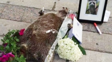 Sidewalk Tribute To Dead Raccoon In Downtown Toronto Makes International Headlines