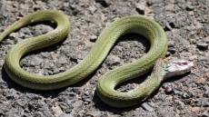 Beware! A dead snake may also bite