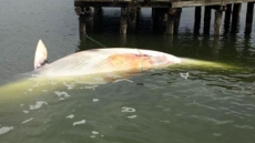 'Unusual Mortality Event' Declared As Grey Whales Appear On West Coast Beaches