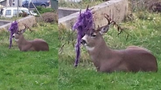 Deer With Hammock Festooned In Antlers Wins Raves In Northwestern B.C.
