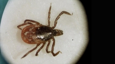 Infectious disease experts question Lyme disease bill before Senate