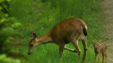 'Pool Of Bad Choices:' No Charges For Alberta Officer Who Ran Over Injured Deer
