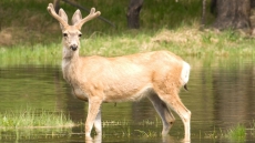 Portuguese Man Fined $1 For Harassing Swimming Deer Off B.C.'s Coast