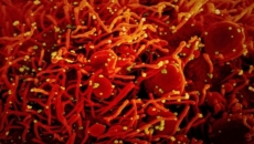 CDC team: 'War has changed' as delta variant dangers emerge