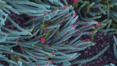 Delta variant can possibly breach vaccine shield: Experts