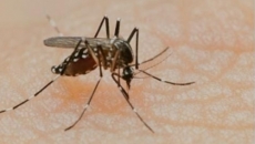 Dengue's D2 strain causes concern for high grade fever, shock syndrome