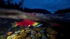 Minimal risk to wild salmon from farmed fish: DFO
