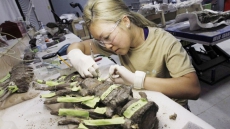 Bones Found Almost 50 Years Ago Recognized As B.C.'s First Dinosaur Species