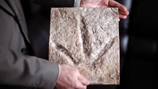 Unveiling Of Dinosaur Tracks Marches B.C. Back To Its Cretaceous Past
