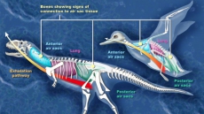 Dinosaurs transformed into birds by shrinking
