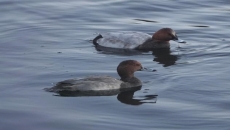Disoriented duck makes first-ever visit to B.C