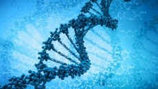 DNA 'glue' can help grow tissues, organs