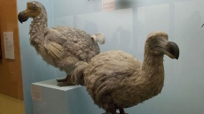 Long-lost secrets of extinct Dodo revealed