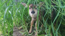 Alberta Farmer Performs C-Section On Dying Doe In Ditch Off B.C. Highway