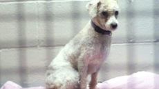 Animal Cruelty Charges Laid In Major Puppy Mill Seizure In Langley, B.C.