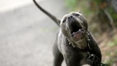 Six-Year-Old Boy Dies In Dog Attack In Southeastern Saskatchewan