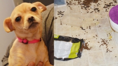 Ontario Couple Locked Puppy In Apartment Bathroom While On Two-Week Vacation