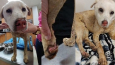 'Whole Body Was Smoking:' Kids Throw Dog Into Firepit In Manitoba Community