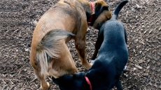 This is why dogs sniff each other's butts