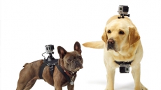 Shake Up Pet Gift Giving With Unique Holiday Options: Camera Mount For Dogs, Ugly Sweaters