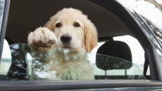 RCMP In Castlegar, B.C., Search For Person Who Threw Young Dog From Car Window